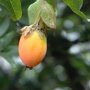 Passiflora wit